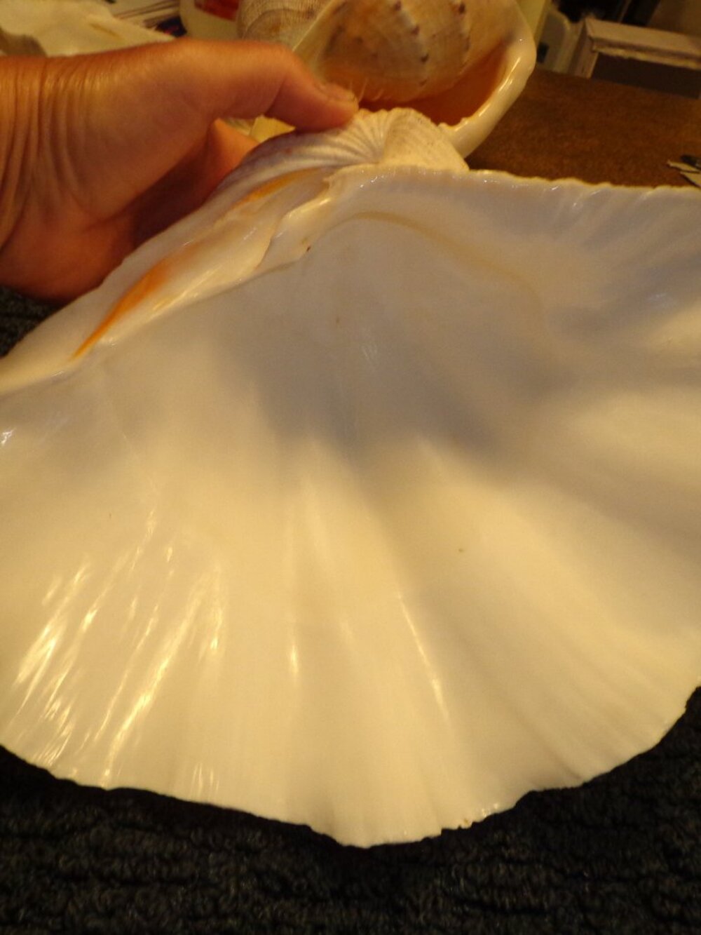 Clam Sea Shell Authentic Tridacna Squamosa 11" Nature's Beauty
